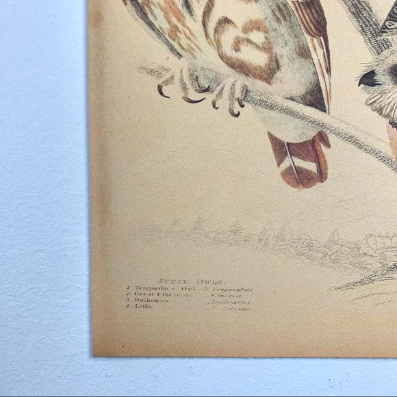 Vintage Wild Owl Scientific Chart Print 8x10 - Picture 4 of 6